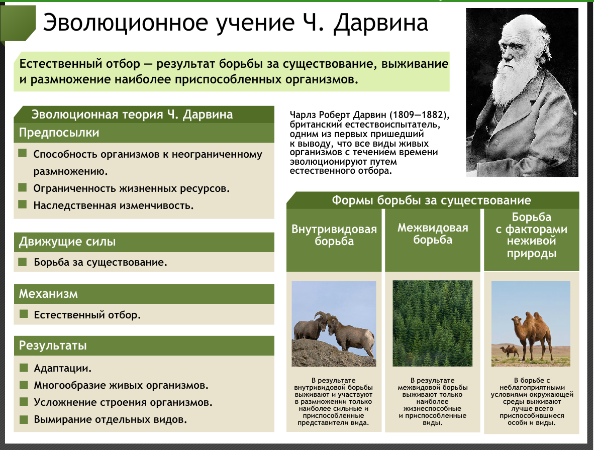Презентация на тему "борьба за существование и естественный отбор"