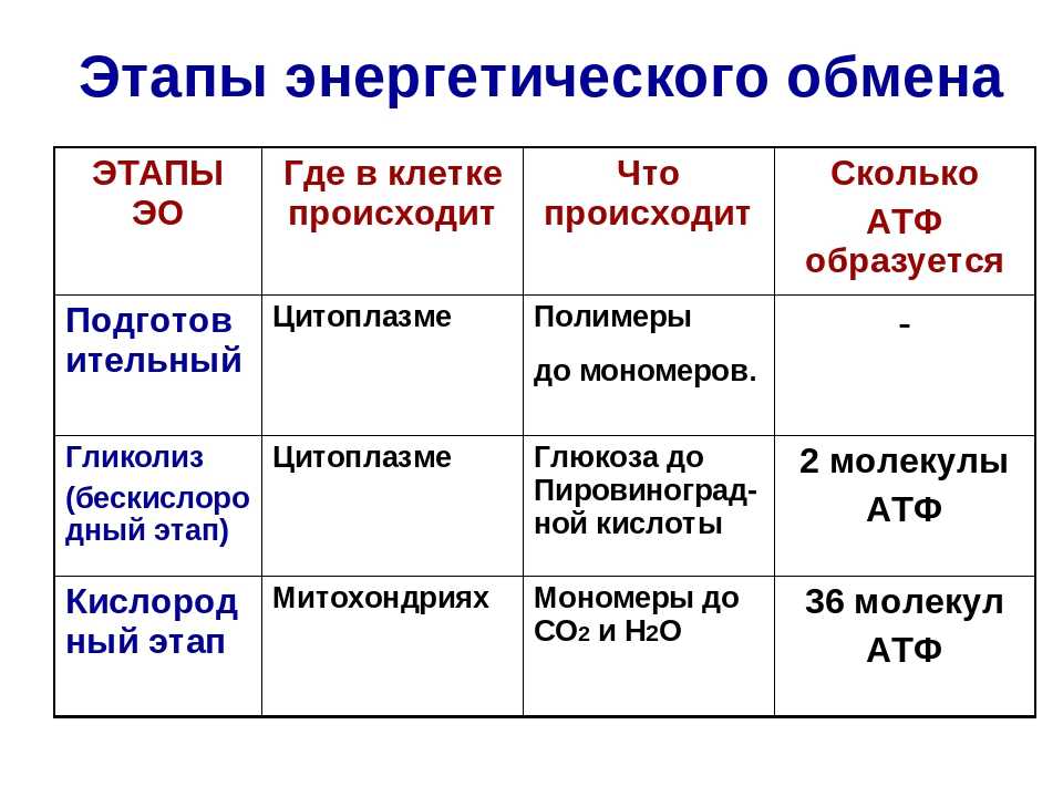 Тест по биологии в 9 классе «пластический обмен. биосинтез белков» | doc4web.ru