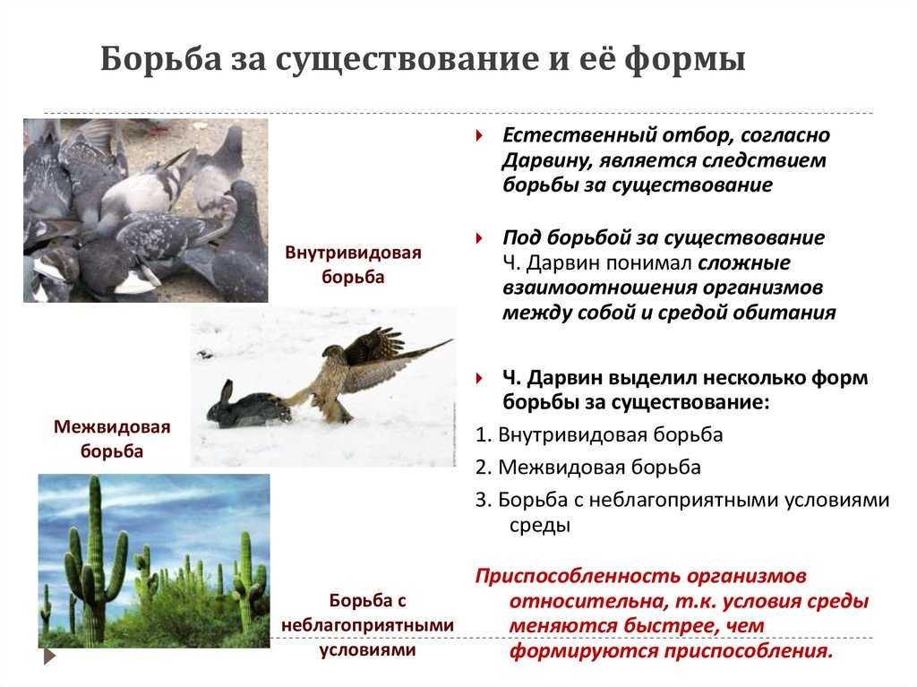 Презентация на тему "борьба за существование и естественный отбор"