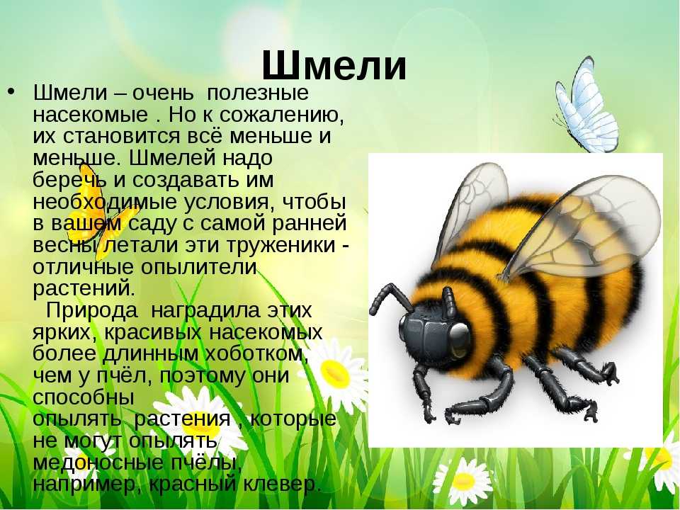 Пчела составить предложение. Доклад о насекомых. Насекомые презентация. Презентация протнасекомых. Насекомые картинки с описанием.