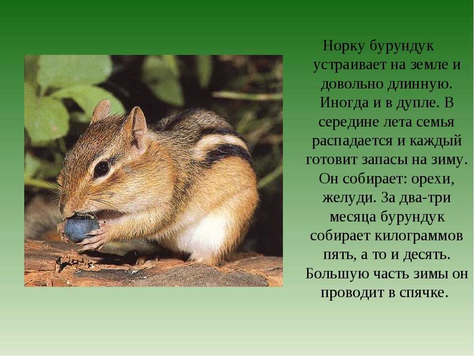 Презентация бурундук огэ