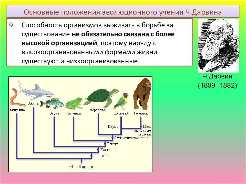 Презентация на тему "чарльз дарвин о эволюции животного мира" по биологии для 7 класса