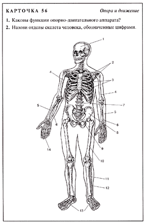 Строение скелета биология. Скелет название костей 8 класс. Скелет человека 8 класс биология. Скелет человека с названием костей 8 класс биология.