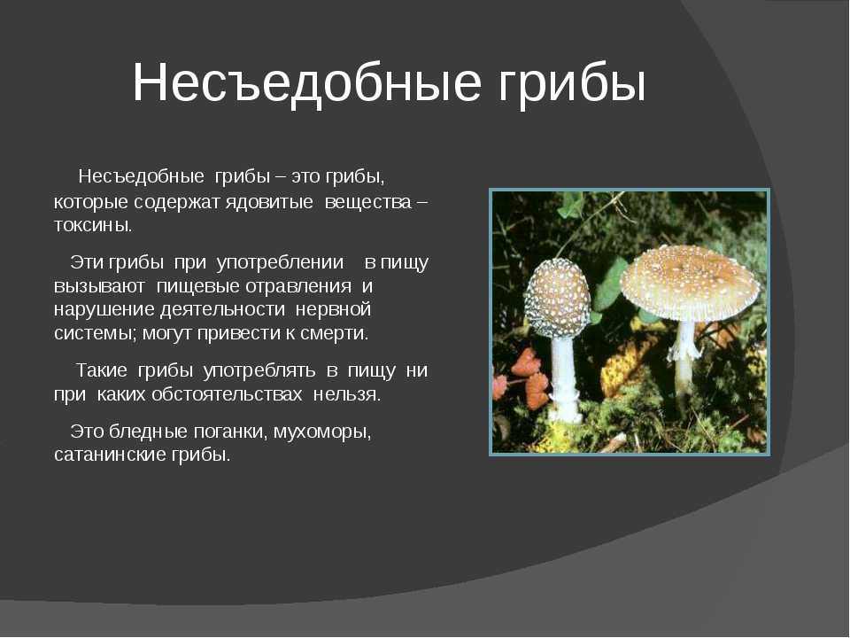 Есть определенная информация о них. Опасные несъедобные грибы. Что такое несъедобные грибы кратко. Ядовитые грибы и съедобные грибы 2 класс окружающий мир. Сообщение о грибах не сьедобные 2 класс.