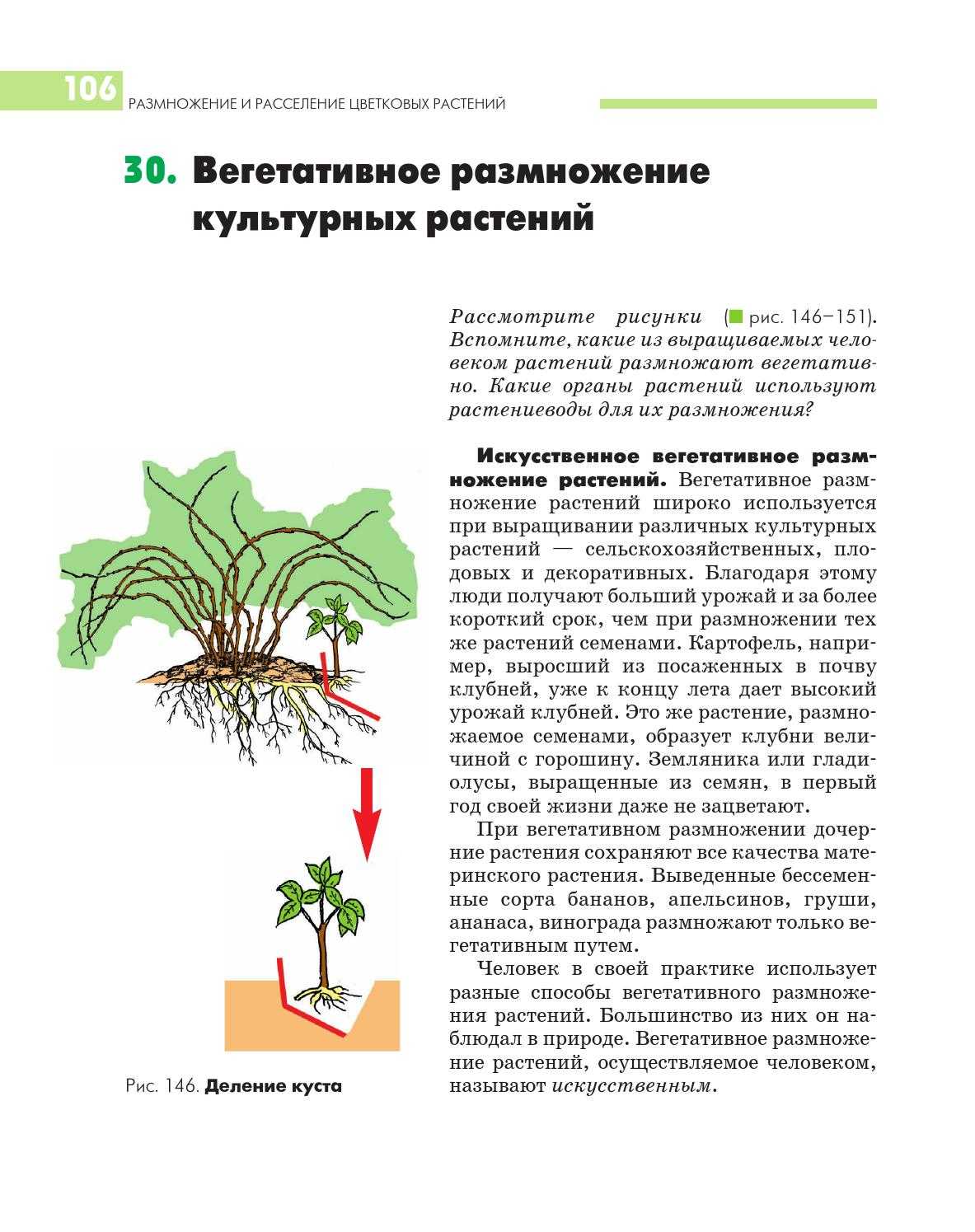 Вегетативное размножение покрытосеменных растений, тест с ответами, 6 класс