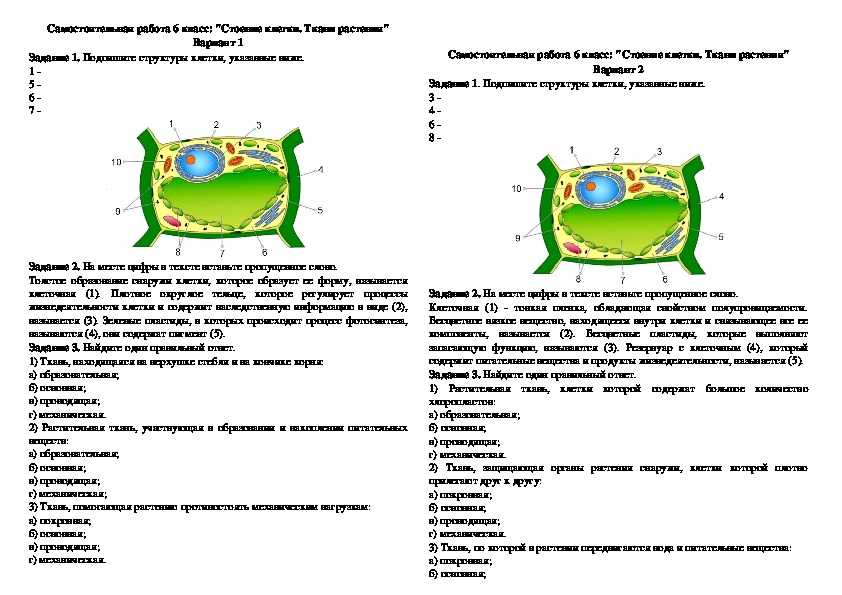 Презентации, тесты, конспекты для уроков в 5-9 классах по биологии к учебникам линии в. в. пасечника, соответствующих фгос