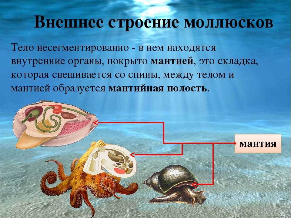 Моллюски биология 7 класс рисунок