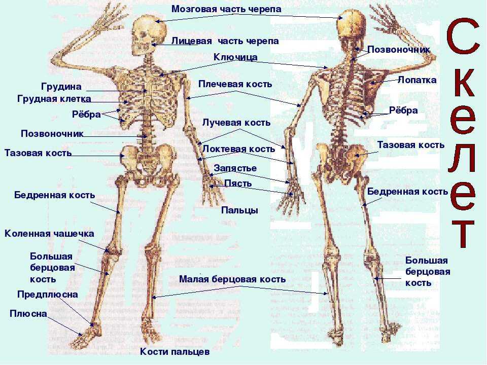 § 7. опорно-двигательная система. состав, строение и рост костей
