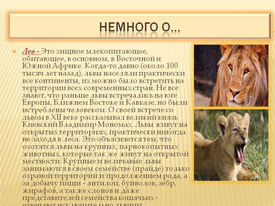 Про львов читать. Доклад о животных. Доклад про Львов. Доклад про Льва. Доклад о животном.