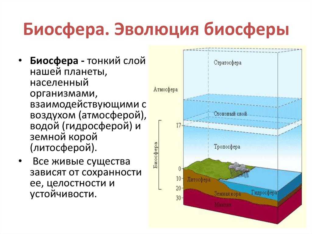 Процесс эволюции биосферы проект