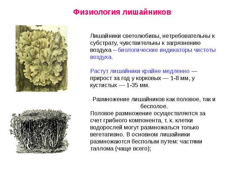 Лишайники способны к. Строение лишайников: накипные, листоватые, кустистые.. Лишайники строение и функции. Растения строение лишайники. Строение лишайника ЕГЭ.
