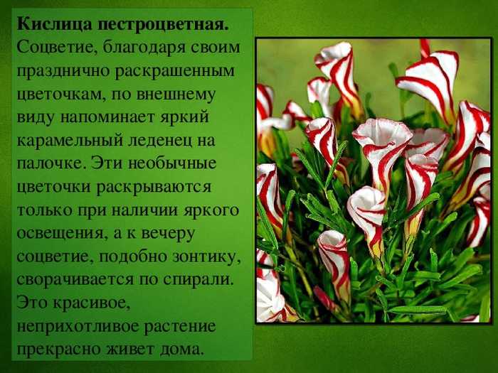 Викторина «лекарственные растения»: с ответами