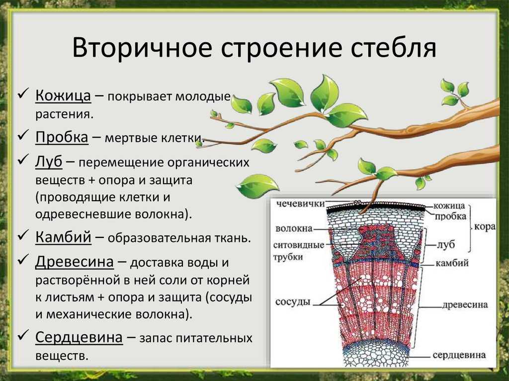 По какой части стебля передвигается вода. Строение растения черешок. Биология 6 кл строение стебля. Внешнее и внутреннее строение стебля. Биология внутреннее строение стебля кожица.