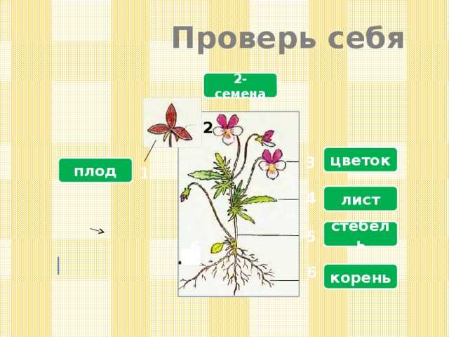 Значение роста в жизни растений 5. Части растения. Биология тема растения. Строение растения 5 класс. Растения 5 класс биология.