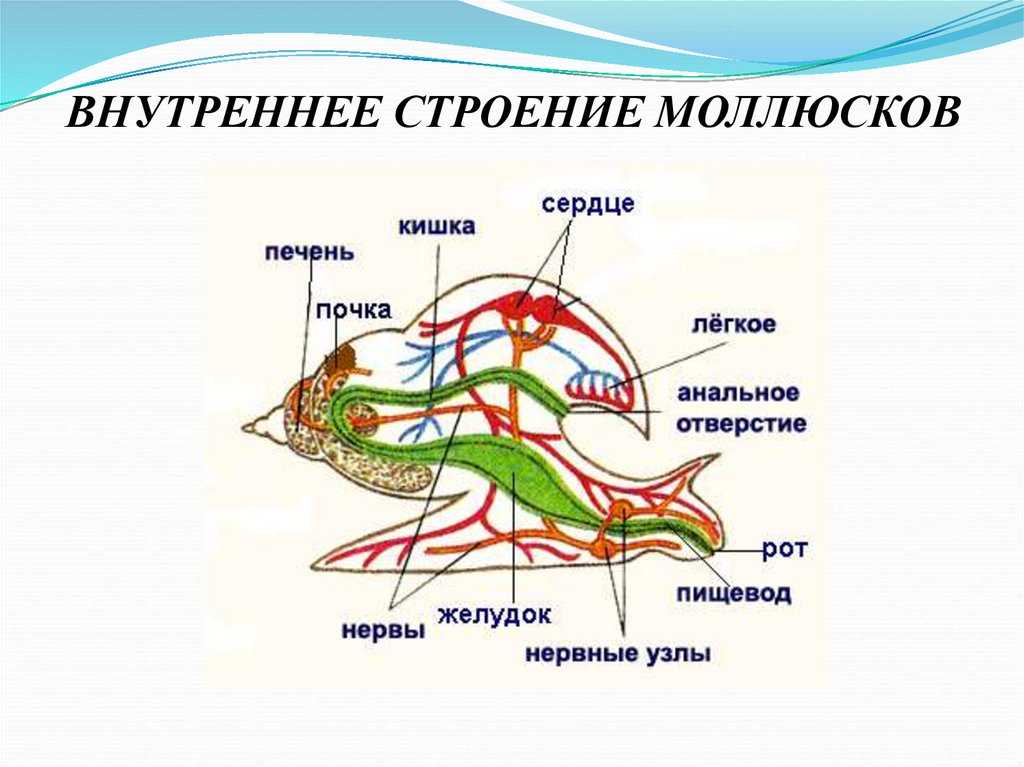 Функции печени малого прудовика. Внешнее и внутреннее строение брюхоногого моллюска. Тип моллюски прудовик строение. Прудовик моллюск строение. Схема органов брюхоногих моллюсков.