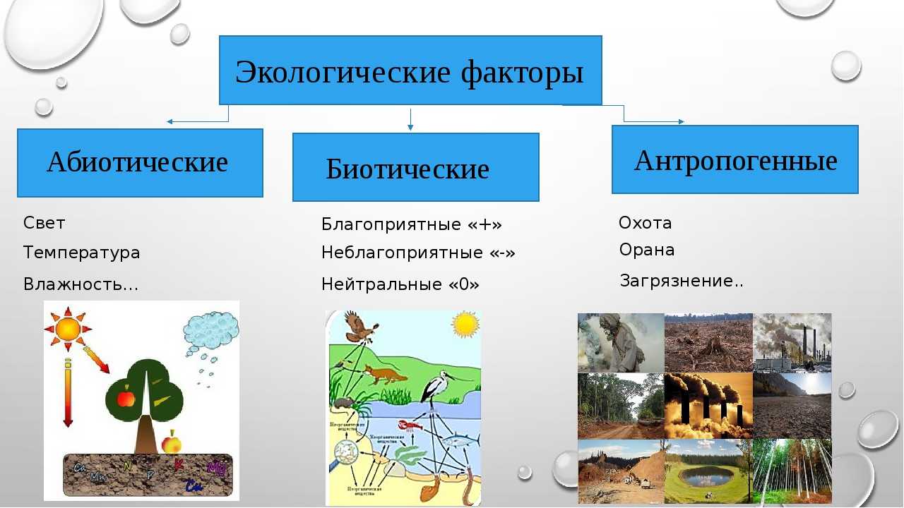Тест по биологии: среда обитания организмов. экологические факторы (пасечник, 7 класс) - pibarum.ru
