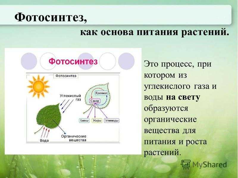 Биология 6. фотосинтез - контроль-знаний.рф