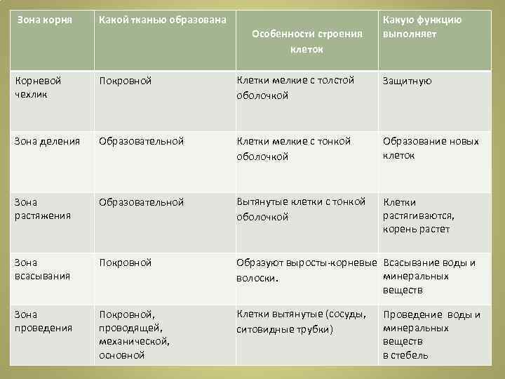 Викторина с ответами по анатомии для школьников
