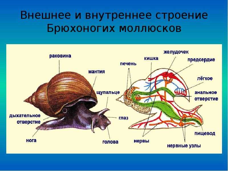 Моллюски биология 7 класс рисунок