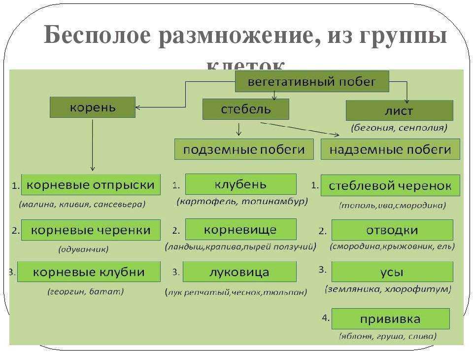 Тест: «половое и бесполое размножение» 9 класс | doc4web.ru