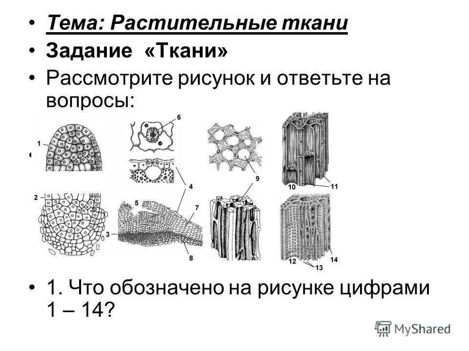 Проверочная ткани. Карточки по теме ткани растений 5 класс биология. Ткани растений ЕГЭ биология. Строение тканей растений рисунок. Образовательная ткань растений схематический рисунок.