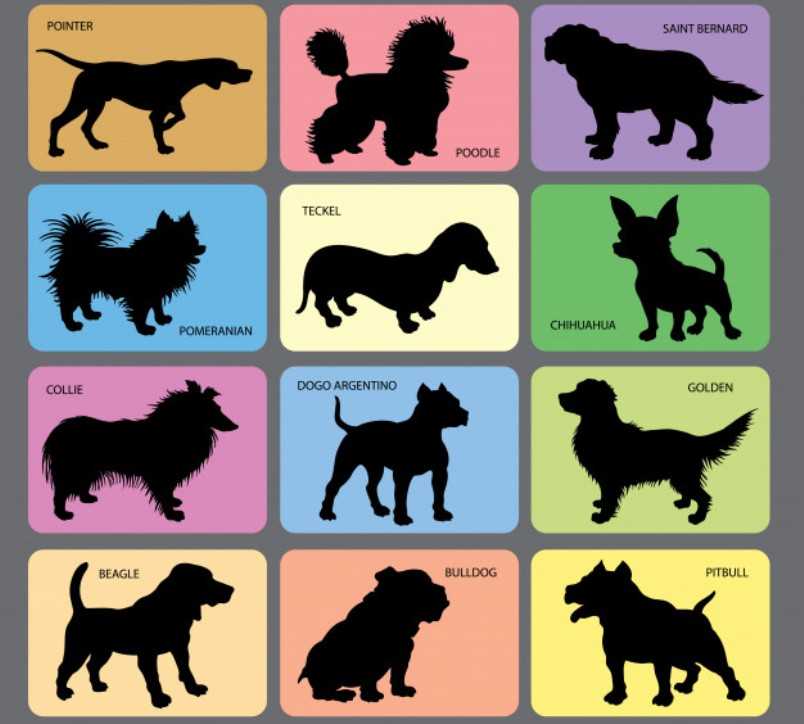 Какой породы ты пес? (“какая ты собака?”)