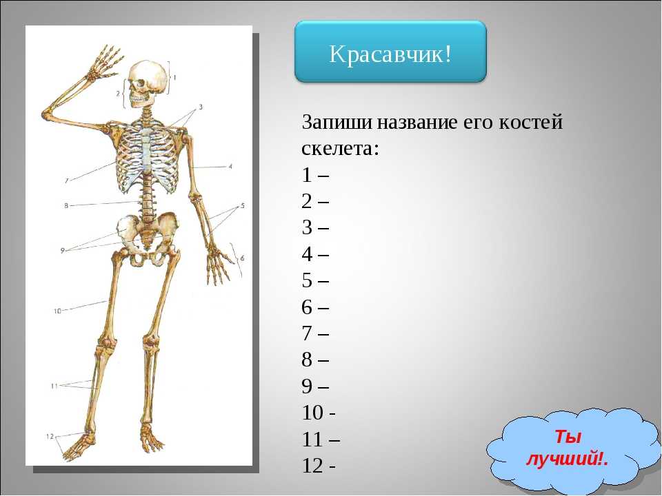 Задания по скелету. Кости скелета. Задания по скелету человека. Строение скелета биология. Строение скелета 8 класс.