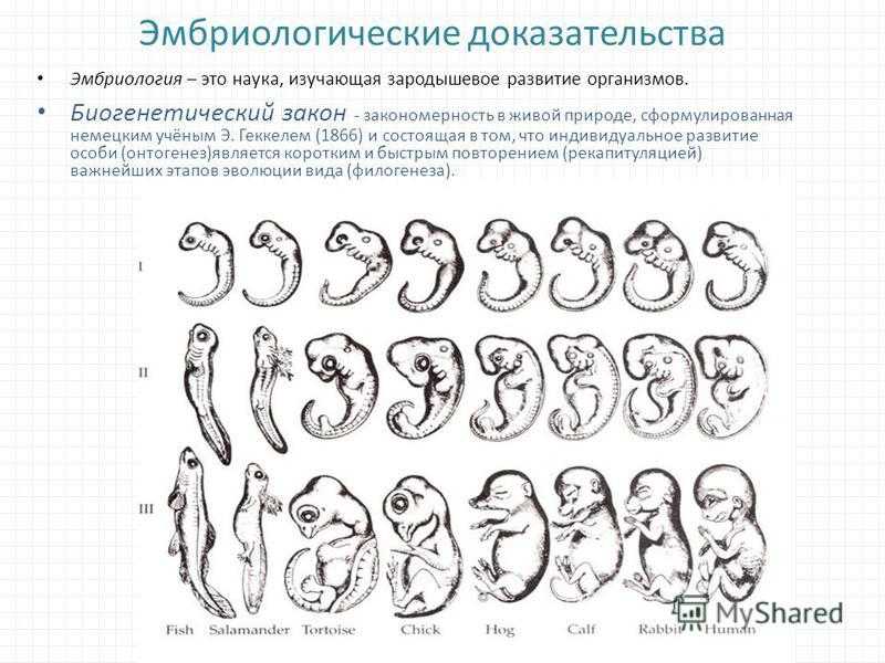 Тест по биологии: "клетка"