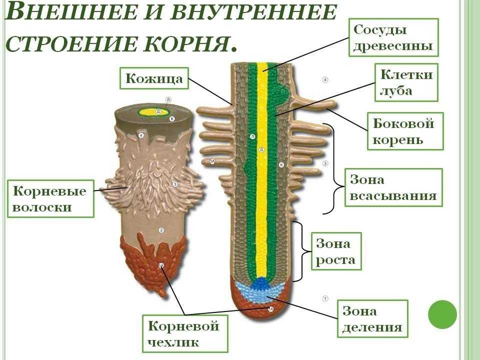 Презентации, тесты, конспекты для уроков в 5-9 классах по биологии к учебникам линии в. в. пасечника, соответствующих фгос