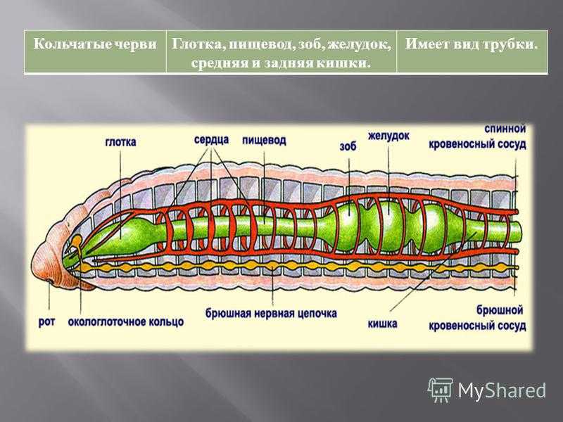 Внутреннее строение червя