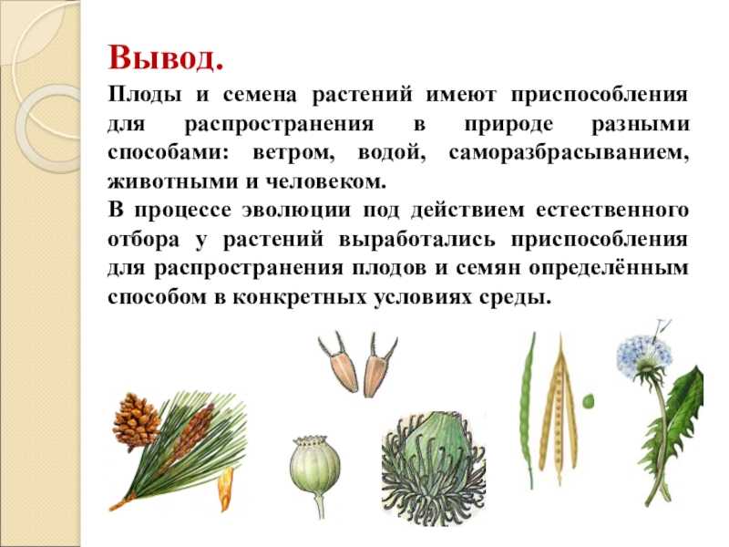8 способов ускорить всхожесть семян – заодно проверяем, прорастут ли они вообще?