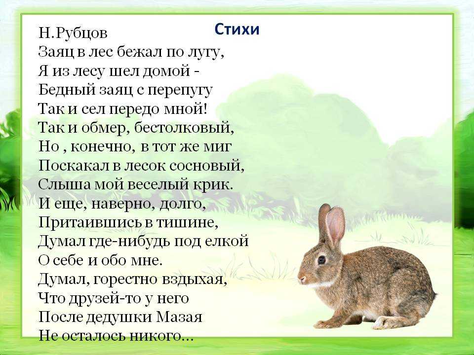 Предложения на слово зайцев