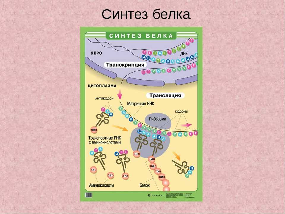Где синтезируется белок. Схема биосинтеза белка в живой клетке. Схема биосинтеза белка объяснение. Процесс Синтез белка структура клетки.