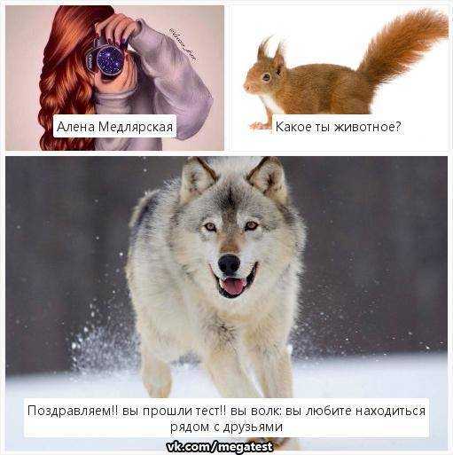 60 вопросов про животных для увлекательной викторины :: инфониак