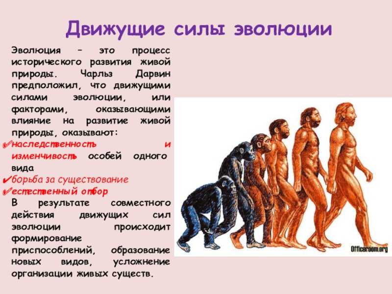 Ч.дарвин о причинах эволюции. доказательства эволюции. вид, его критерии и структура. популяция – биология-репетитор – kaz-ekzams.ru