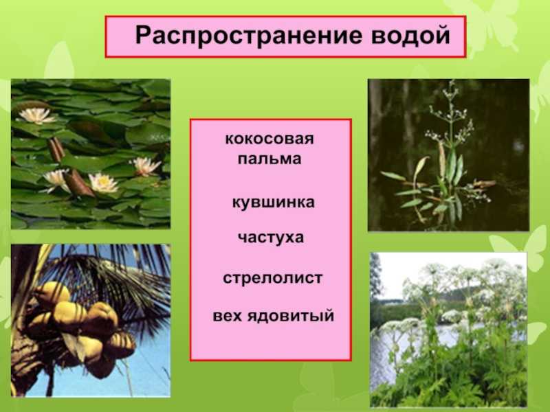 Биология 6: распространение плодов и семян - контроль-знаний.рф