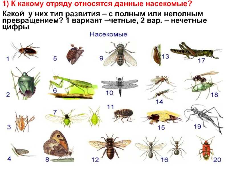 Викторина про животных для детей 7-10 лет, с ответами