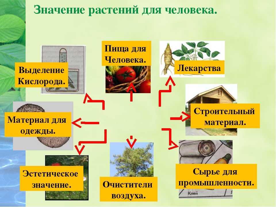 Какова роль в природе. Значение растений в жизни человека. Роль растений в природе. Роль растений для человека. Значение растений в природе.