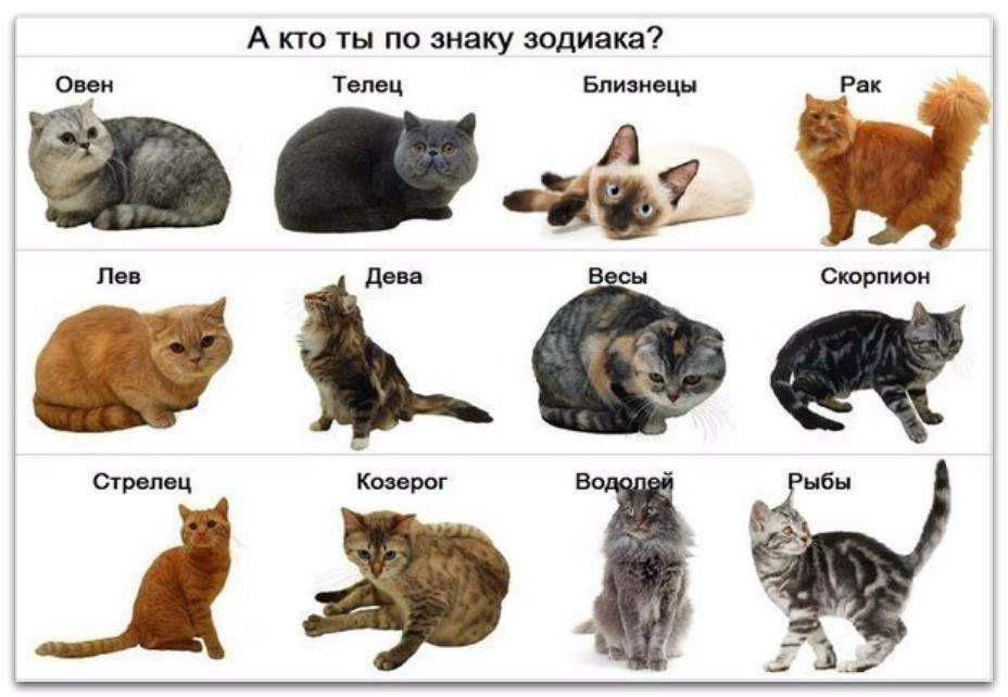 Какую породу хотите. Животные по знаку зодиака. Коты по знаку зодиака. Знаки зодиака животные. Домашние животные по знаку зодиака.