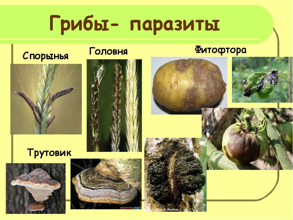 Грибы-паразиты, паразитирующие на человеке и животных | 5 класс