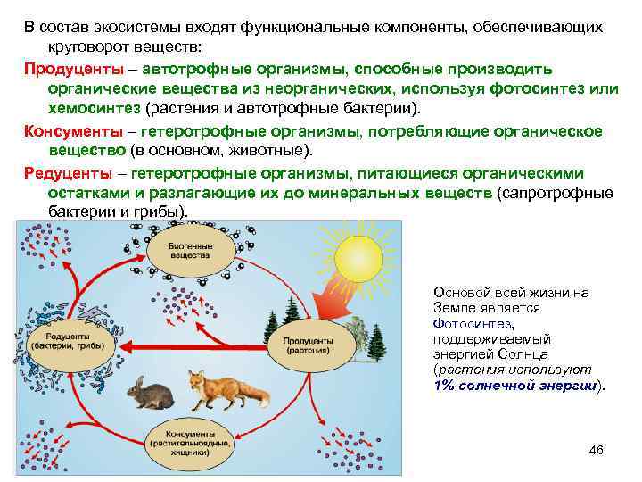 Рисунок компоненты экосистемы