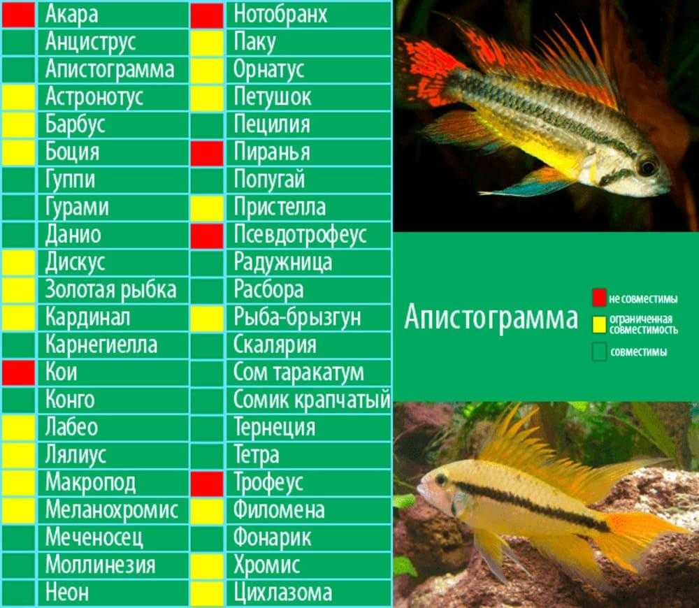 Золотые рыбки: виды