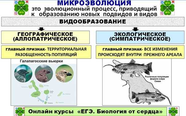 Схема типы видообразования в природе по биологии 9 класс