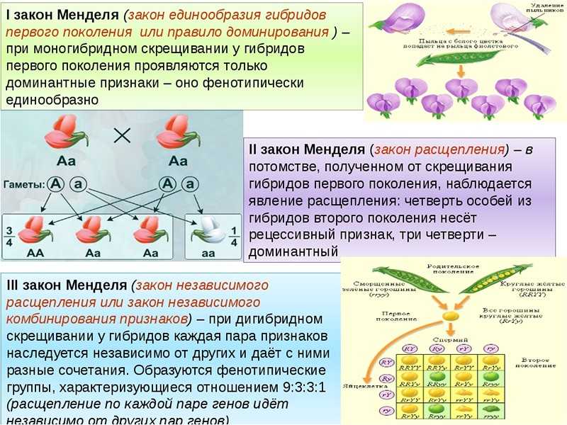 Методы исследования наследственности фенотип и генотип 9 класс презентация пасечник